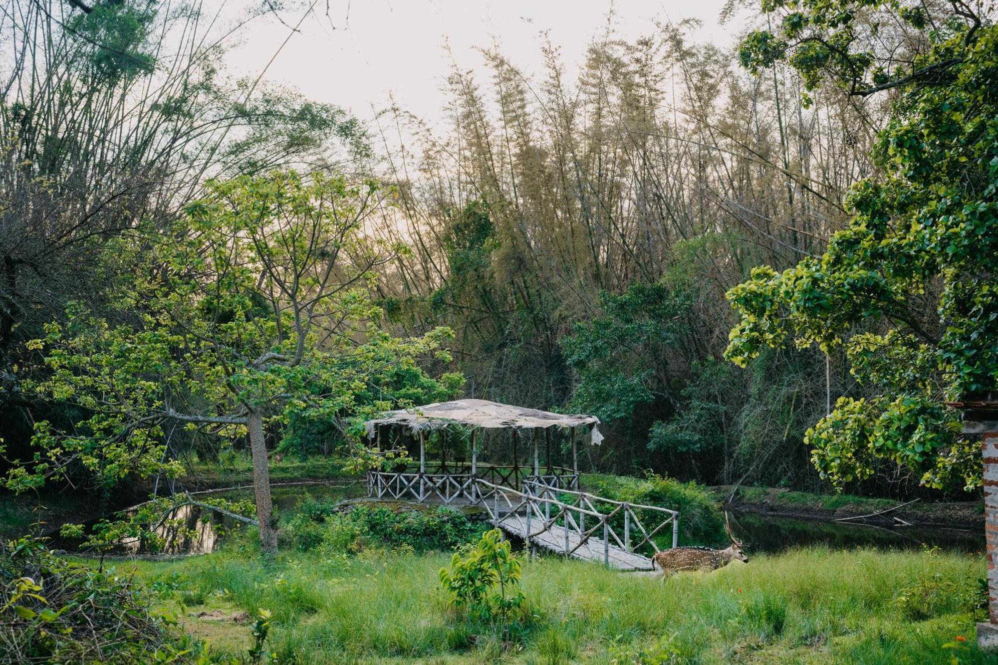 Hotel Jungle Hut Masinagudi Exterior foto